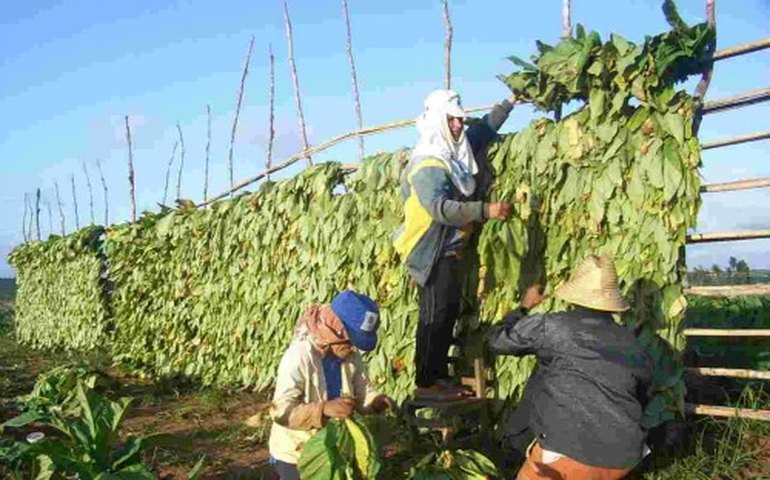 Inscrições abertas para simpósio sobre fumo em Arapiraca