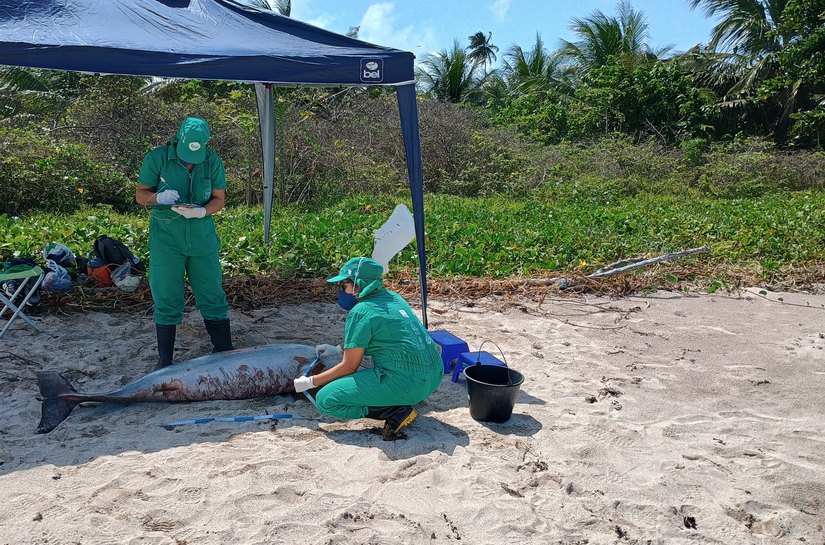 Biota encontra boto-cinza morto, em São Miguel dos Milagres