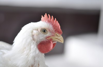 Phibro leva soluções para saúde animal e lança Atlas de Patologia Aviária no Siavs 2026