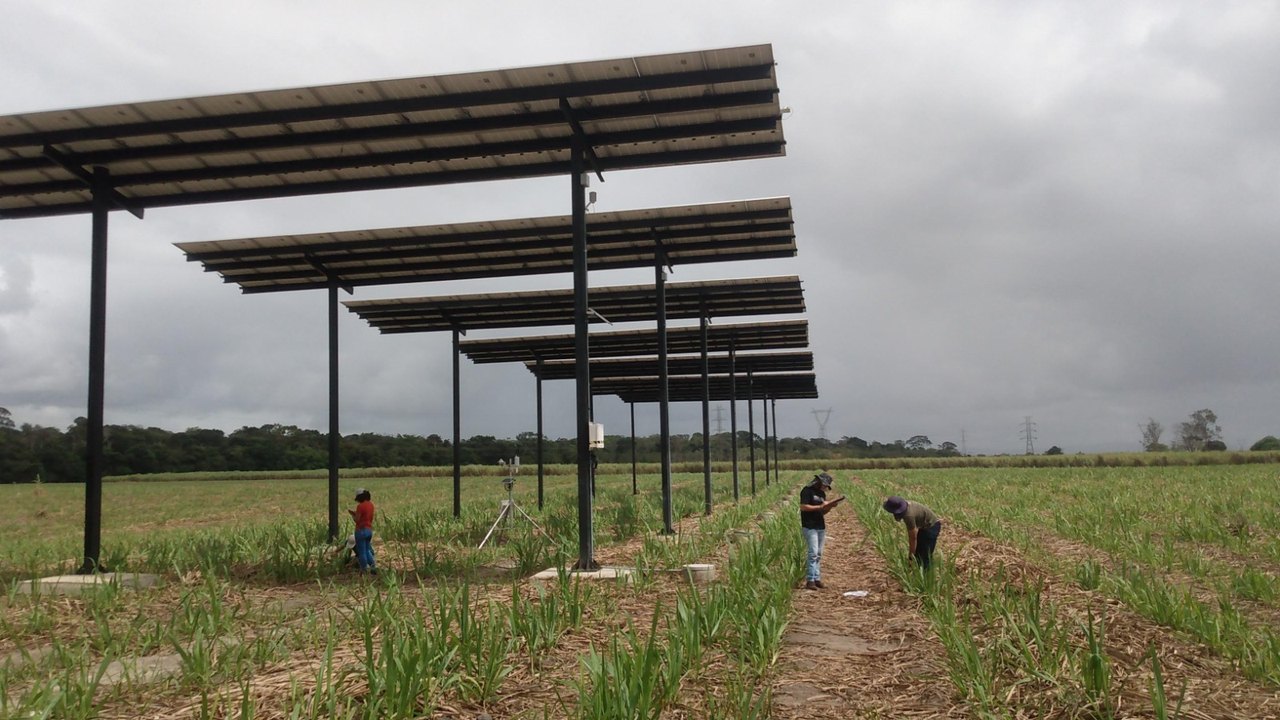 Pesquisa financiada pelo Governo capta energia solar potencializando produção da cana-de-açúcar