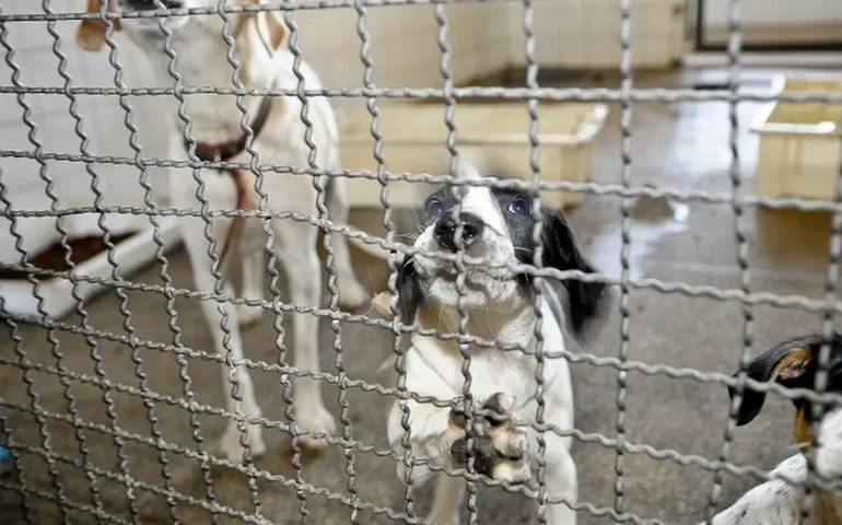 Com o focinho e as patas, cães abandonados viram artistas em associação de caridade britânica