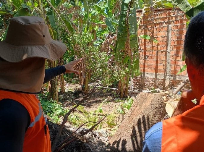 Análise técnica da Defesa Civil reforça prevenção de acidentes causados por árvores