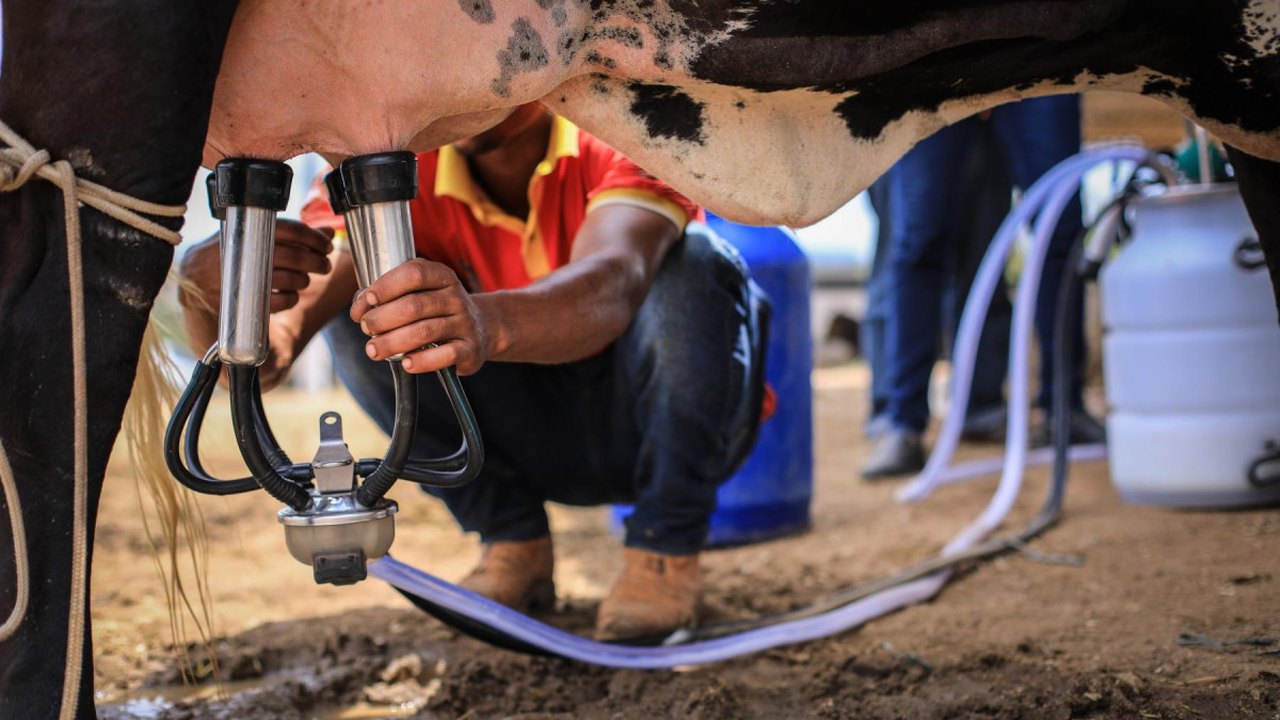 Alagoas terá o melhor preço pago ao produtor de leite no país