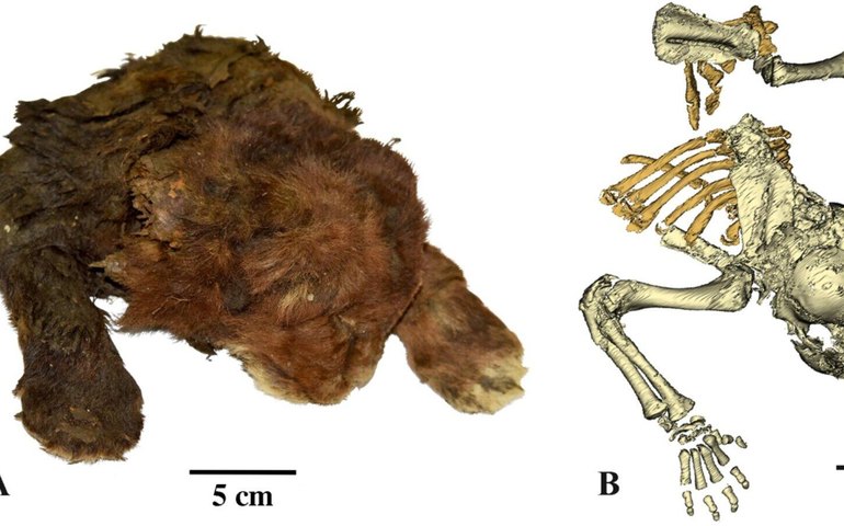 Cientistas russos revelam múmia única de 35 mil anos de tigre-dente-de-sabre filhote (FOTOS, VÍDEO)