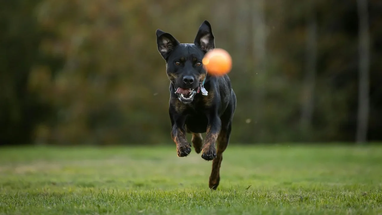 Chocolate na Páscoa pode ser fatal para cães, alerta veterinário