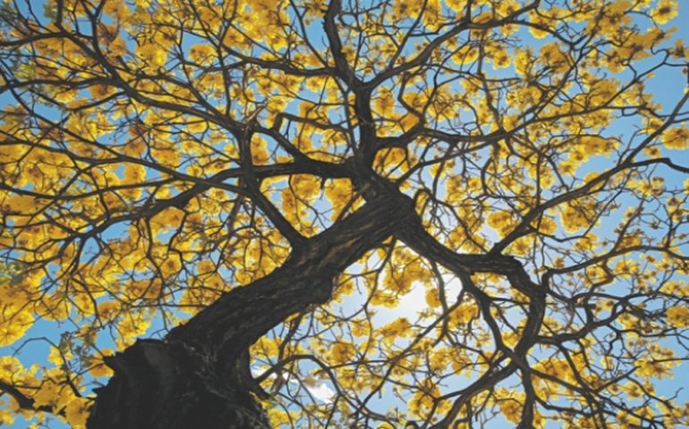 Primeira semana da primavera terá temperatura elevada