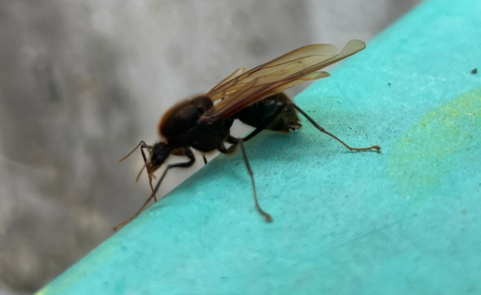 As tanajuras são formigas aladas, também chamadas de içás
