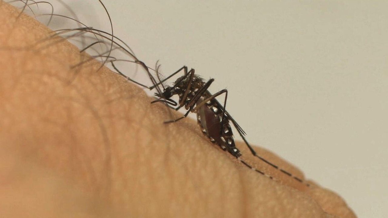 Brasil em alerta: dengue deixa mil mortos e 1,3 milhão infectados