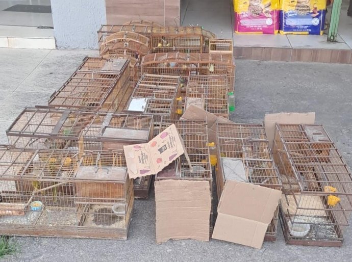 PM-AL resgata aves silvestres e desarticula pontos de venda ilegal no interior