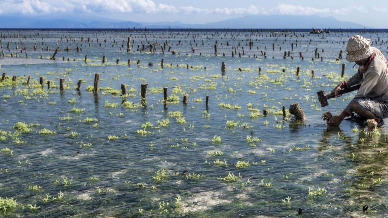 Jardineiros subaquáticos restauram parte do ecossistema  em áreas marítimas na Dinamarca 