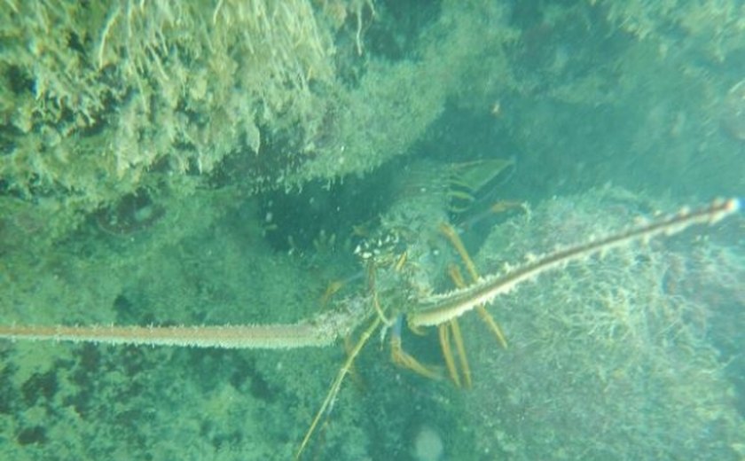 IMA constata que espécies têm se reproduzido com mais facilidade após isolamento da Piscina do Amor
