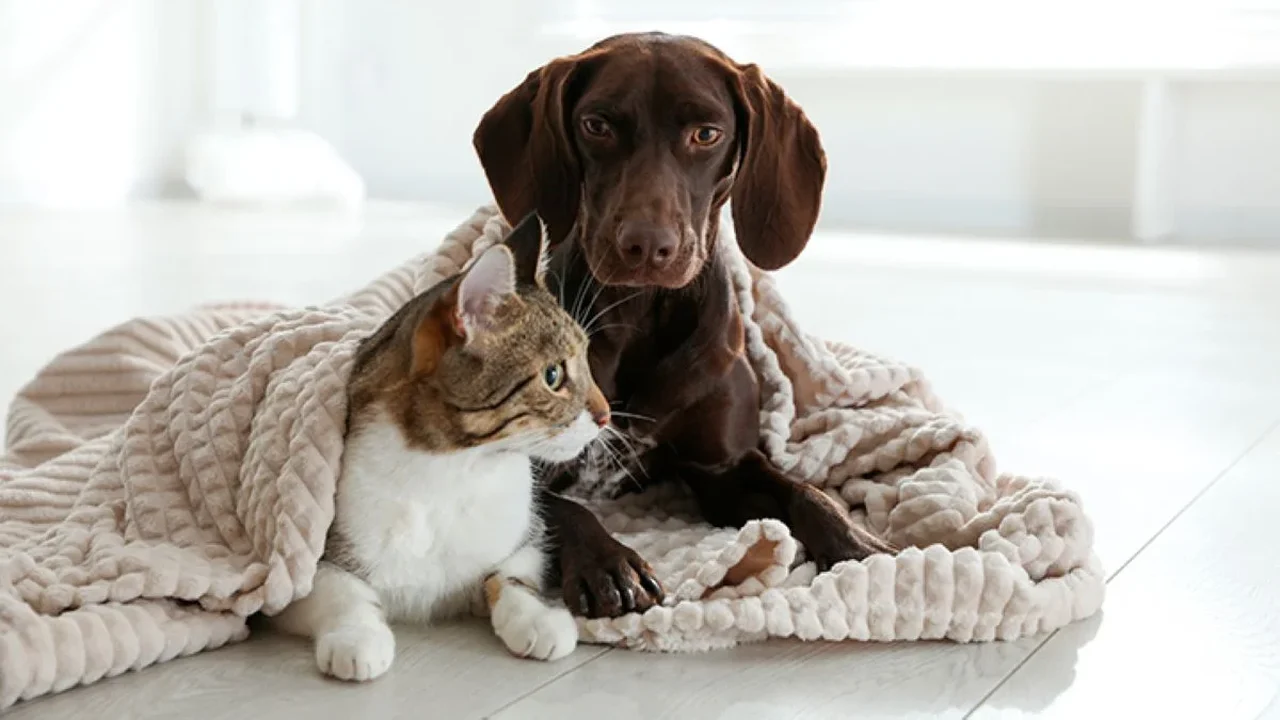 Frio do inverno muda a rotina e exige atenção com cães e gatos