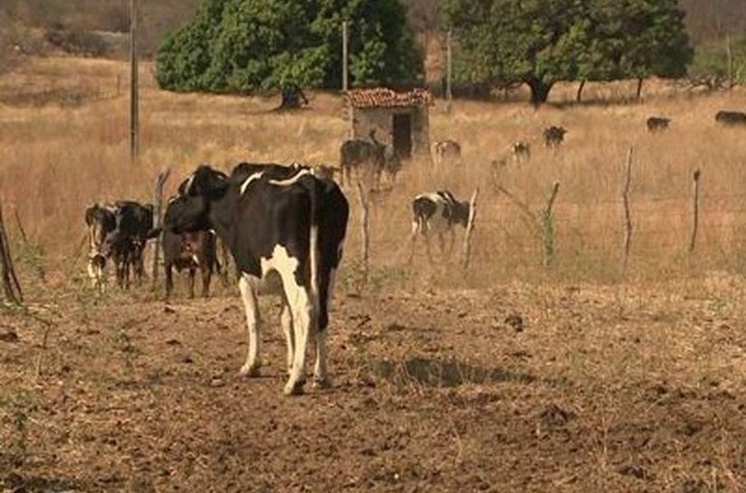 Duas cidades de Alagoas estão em situação de emergência devido a estiagem