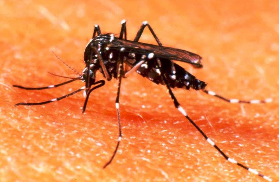 mosquito da dengue