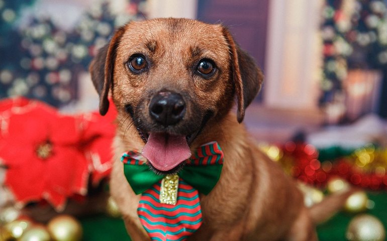 Senado aprova cadastro nacional para animais domésticos