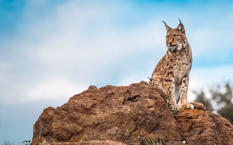 Linces do Zoo de Moscou aproveitam almoço sob o sol