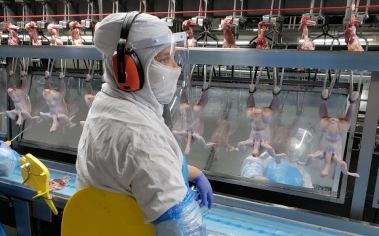 Governo lança medidas de controle para prevenir a covid-19 em frigoríficos