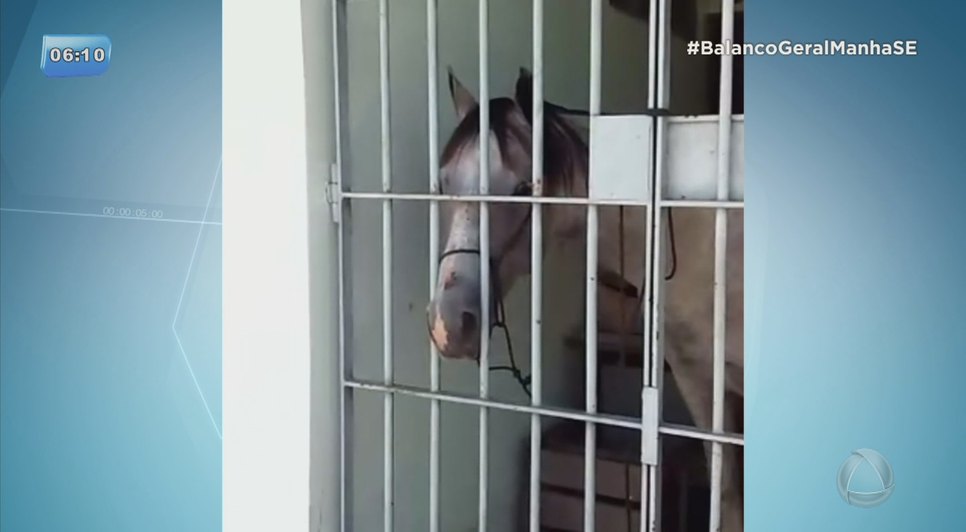 cavalo preso