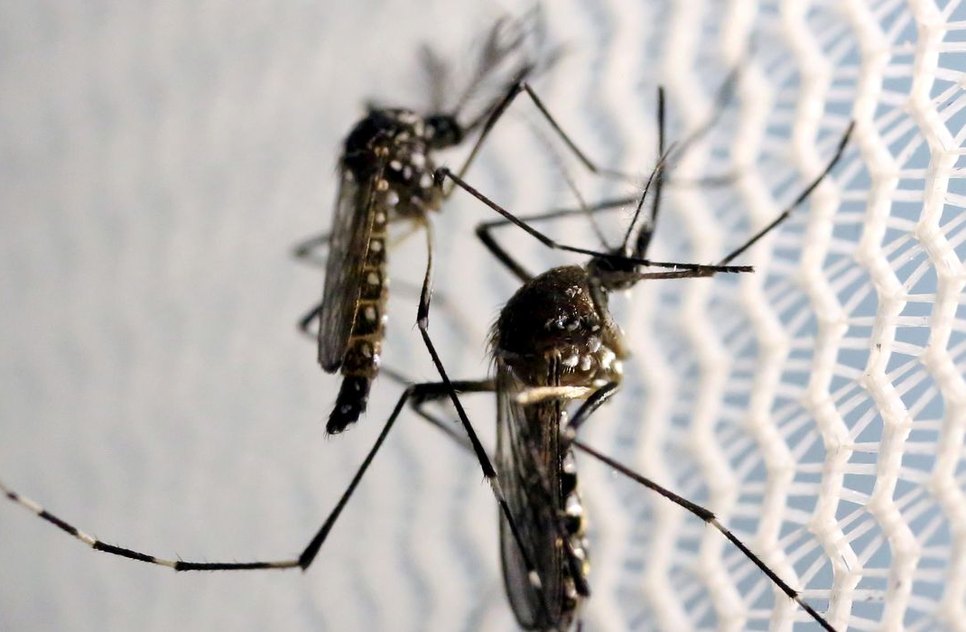 mosquitos_aedes_aegypti_dengue.jpg / Foto: Agência Brasil