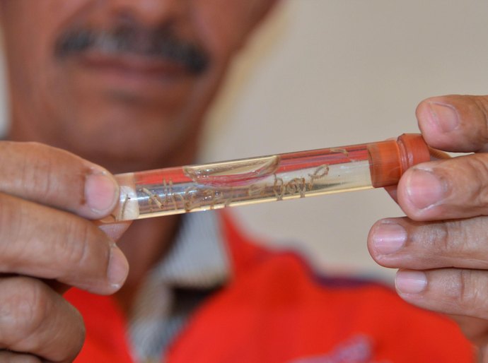 Sesau registra redução nos casos de dengue e zika em 2025, mas alerta para prevenção no verão