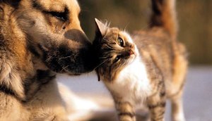 animal-clinic-18