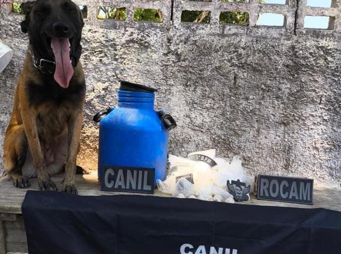 PM apreende mais de 1.800 porções de drogas em ações em Arapiraca e Piaçabuçu