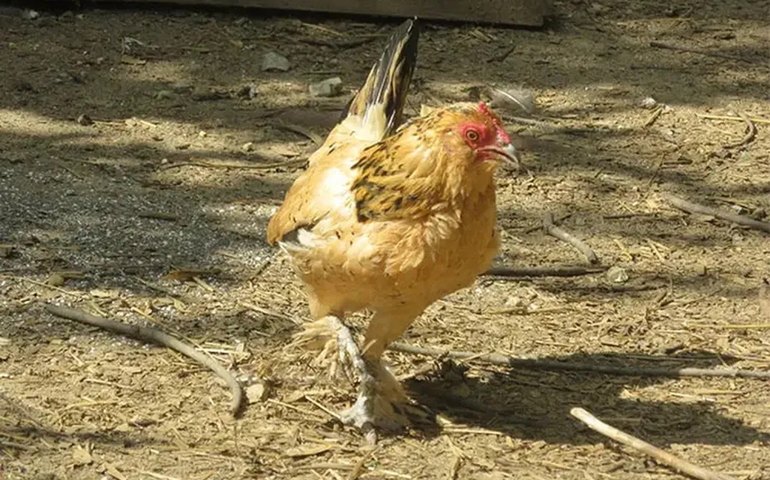Recorde no 'Guiness', galinha mais velha do mundo morre aos 21 anos, nos EUA; veja vídeo