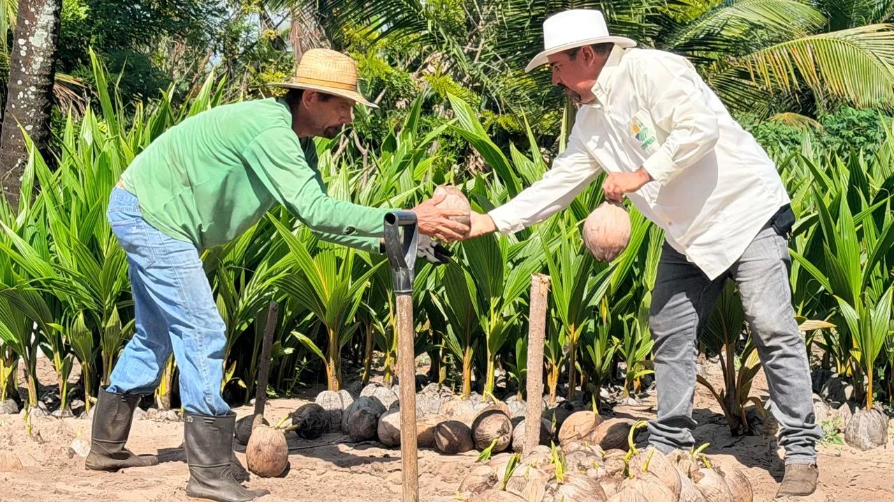 Coopaiba amplia a agroindústria, processa 6 milhões de frutos e fortalece um ecossistema de oportunidades no campo
