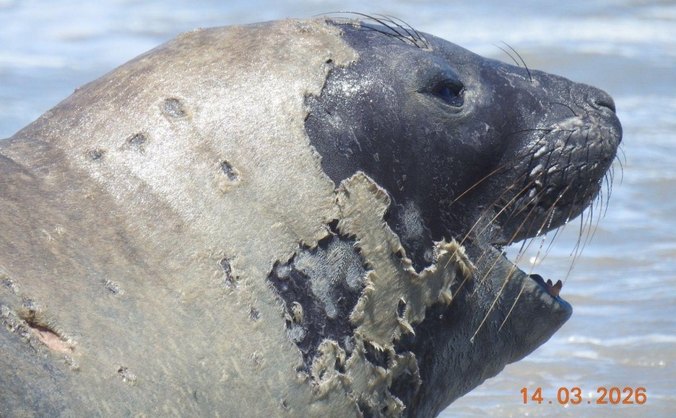 Alurb alerta sobre molestamento de Elefante-marinho que chegou à Maceió