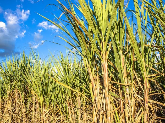 Dia do Nordestino: Exportação do açúcar alagoano soma R$ 2,2 bi em 2025 e conquista mercados mundiais