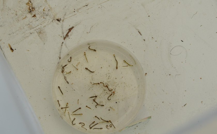 Sesau alerta população sobre medidas preventivas para combater o Aedes aegypti