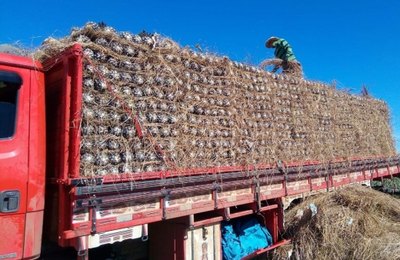 Abacaxi produzido em Alagoas conquista o mercado paulista 