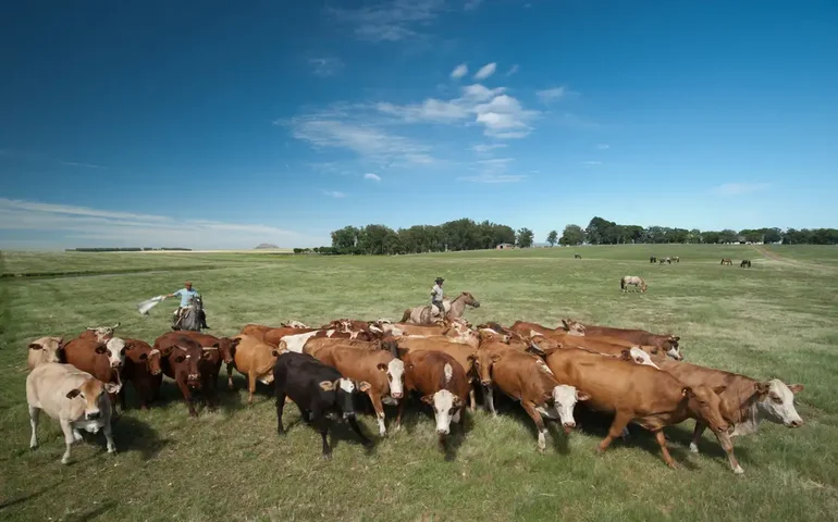 Subsídios da UE favorecem pecuária em detrimento da agricultura
