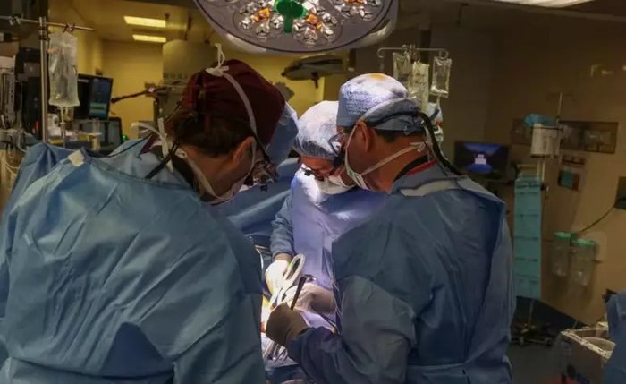 Imagem da cirurgia do primeiro transplante de rim de porco em uma pessoa viva