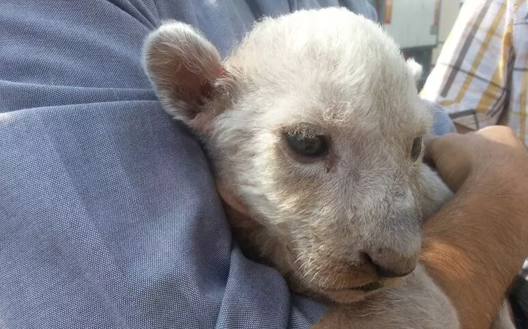 Zoológico na Alemanha é forçado a sacrificar filhotes de leão