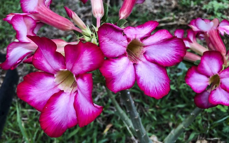 Hoje é Dia: início da primavera e datas ligadas à saúde são destaques