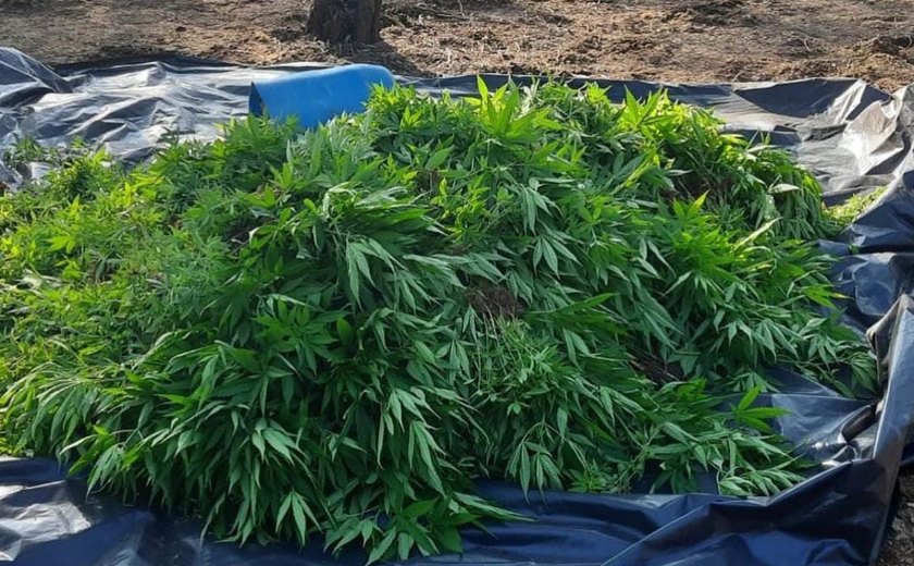 Polícia flagra plantação de maconha em Mata Grande