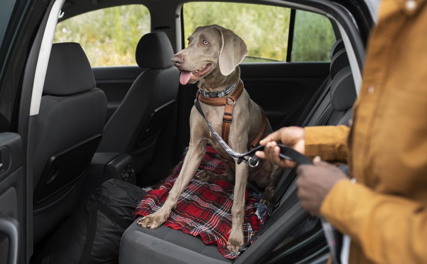 Transporte Seguro de Pets: Detran Alerta para Normas e Cuidados