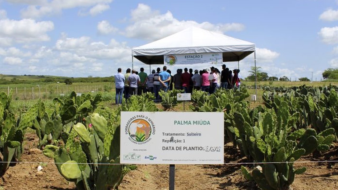 Pesquisa sugere cardápios forrageiros para o semiárido de Alagoas