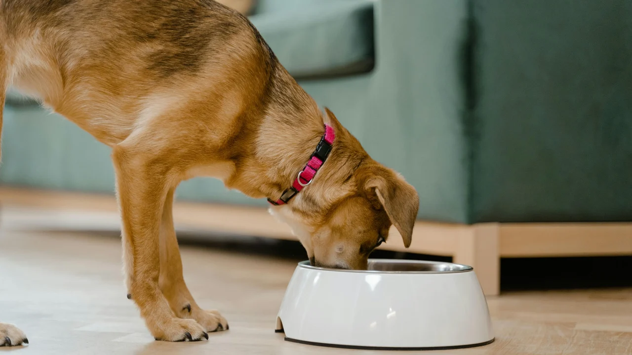 Nutrição sob medida orienta o futuro de cães e gatos