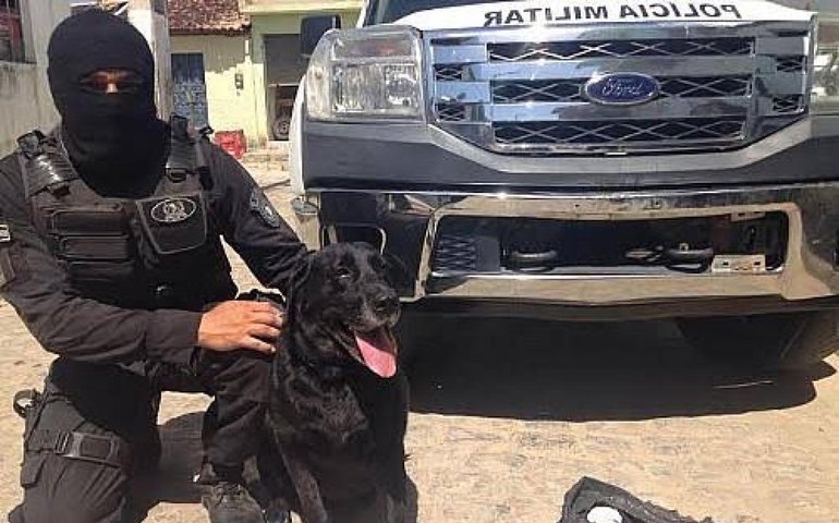 Heróis de quatro patas e suas contribuições à Polícia Militar