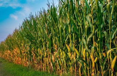 Avanço do enfezamento do milho acende alerta no campo; UPL apresenta solução inédita contra a doença