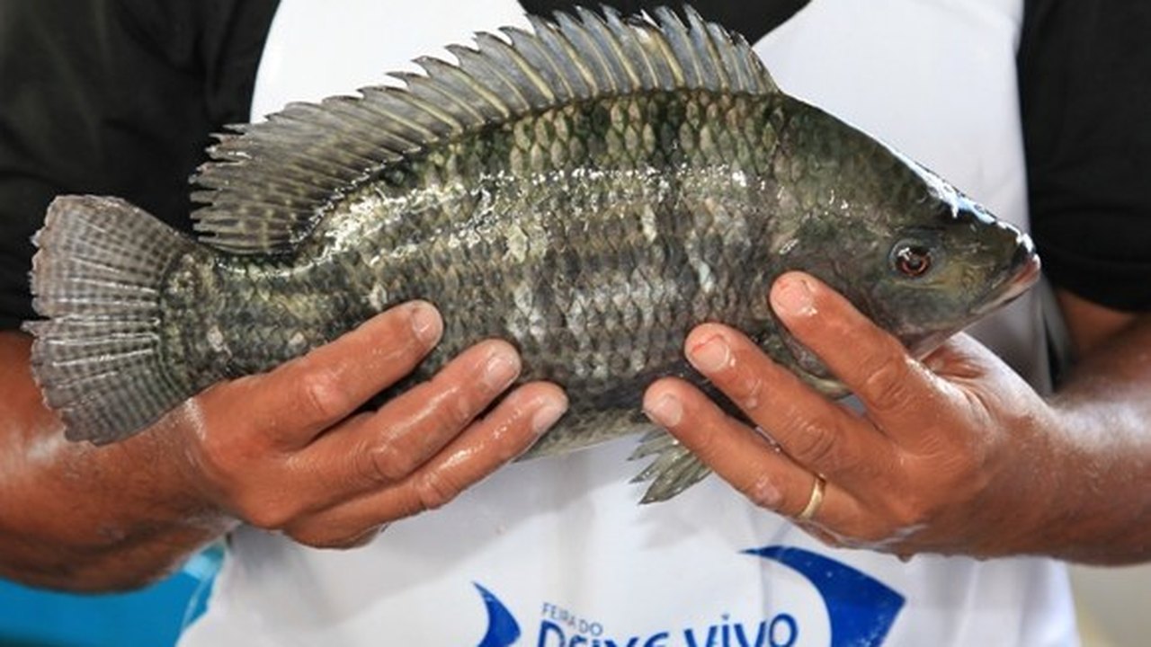 Feira do Peixe Vivo vai comercializar três toneladas de pescado
