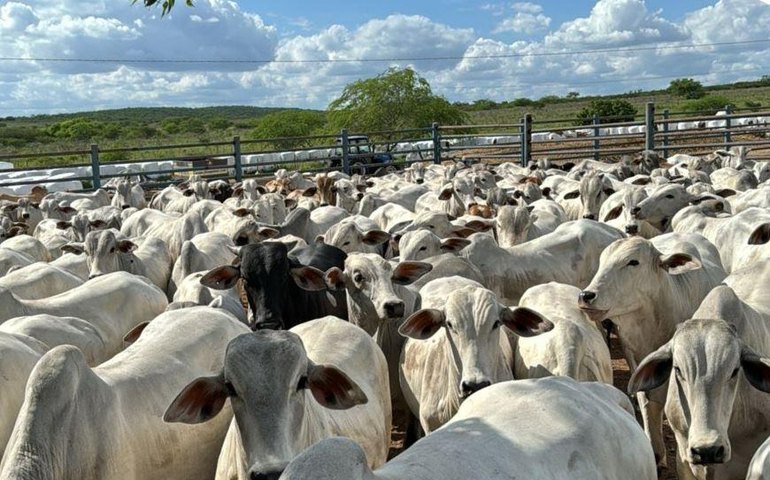 Crédito rural do Banco do Nordeste cresce 15,7% em Alagoas e soma quase R$ 1 bilhão no ano passado