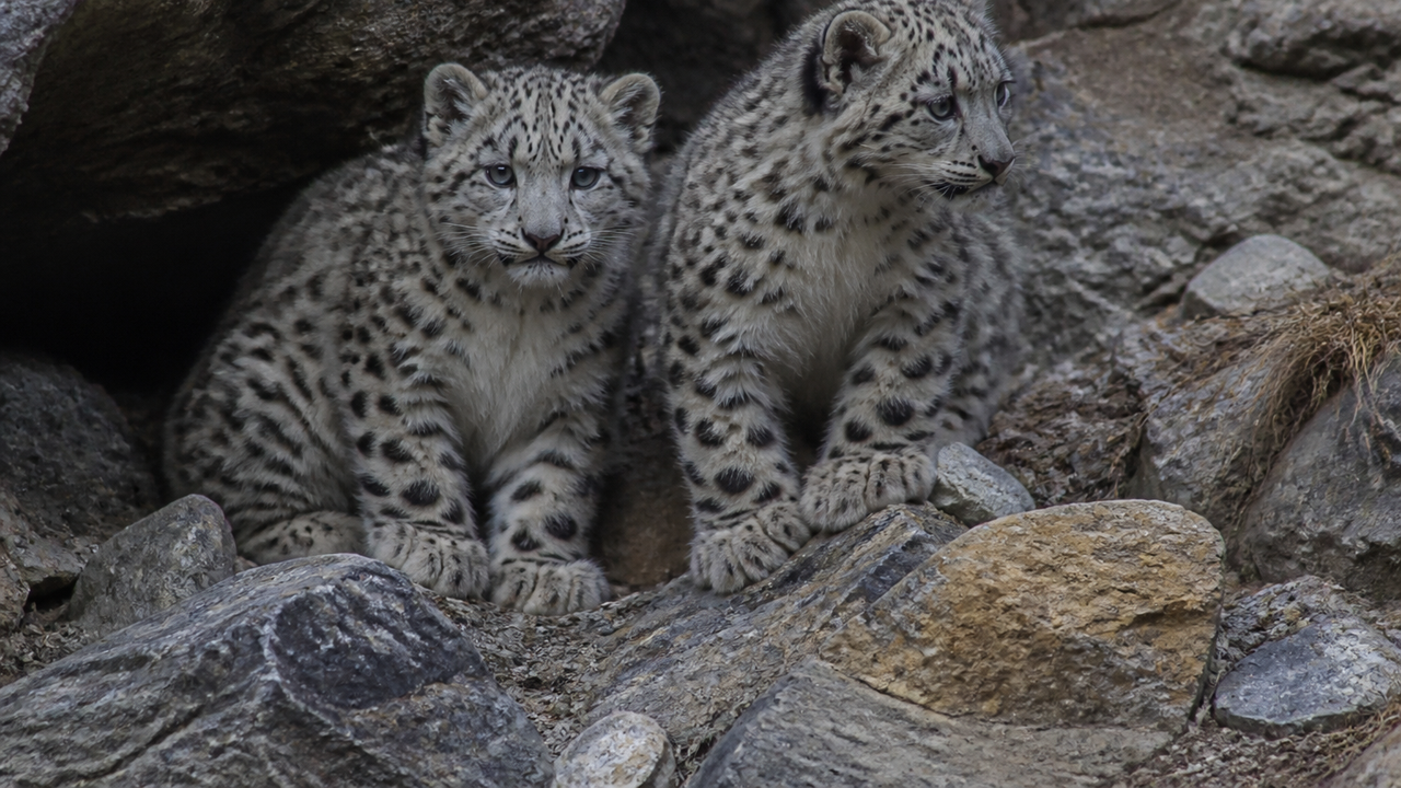 Sorriam, linces, vocês estão sendo filmados por uma câmera escondida