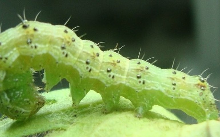 Técnicos em agropecuária aprendem sobre pragas quarentenárias