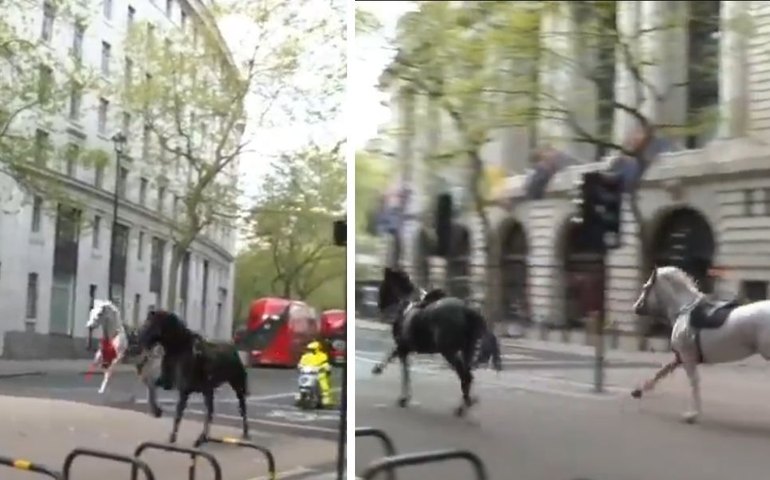 Cavalos em fuga: animais assustados correm descontroladamente pelas ruas de Londres cobertos de sangue; vídeos