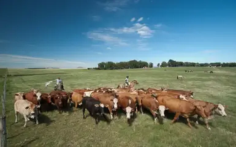 Pecuária deve ser decisiva para alta do PIB do Agro no 4º trimestre, avalia Gabriela Faria
