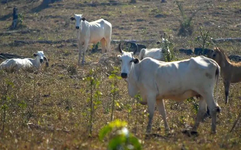 CNA pede à UE que investigue varejistas por boicote à carne brasileira