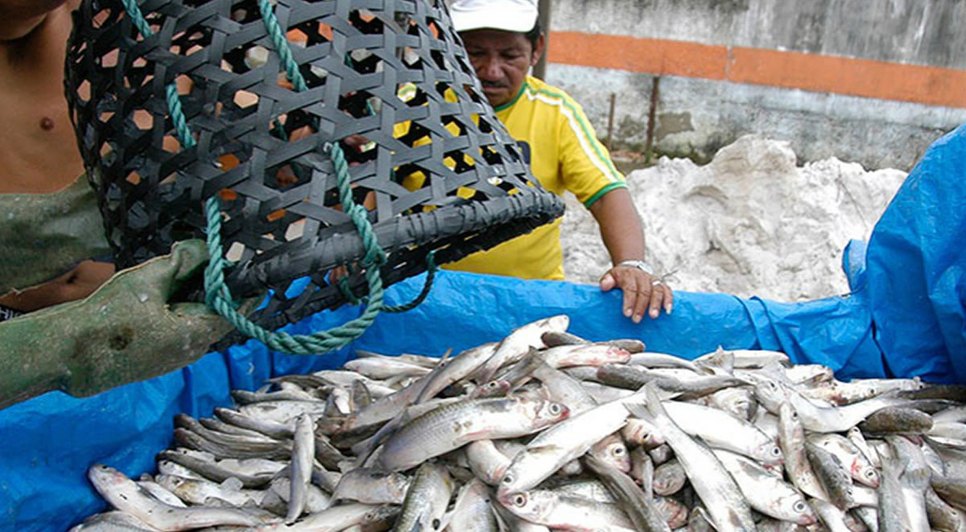 pesca